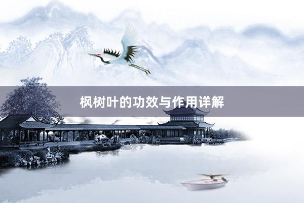 枫树叶的功效与作用详解
